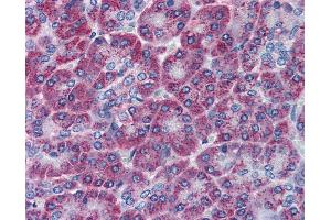 Anti-TEM1 antibody IHC of human pancreas. (CD248 anticorps  (C-Term))