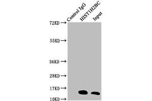 Immunoprecipitating HIST1H2BC in A549 whole cell lysate (treated with 30 mM sodium butyrate for 4h) Lane 1: Rabbit control IgG instead of ABIN7139170 in A549 whole cell lysate (treated with 30 mM sodium butyrate for 4h).