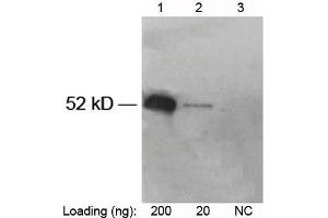 Lane 1-2: V5-tag fusion protein in Hela cell lysate (~52 kD) Lane 3: Negative Hela cell lysate Primary antibody: 1 µg/mL Rabbit Anti-V5-tag [HRP] Polyclonal Antibody (ABIN398544) The signal was developed with LumiSensorTM HRP Substrate Kit (ABIN769939) (V5 Epitope Tag anticorps  (HRP))