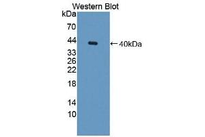 Detection of Recombinant GAL8, Mouse using Polyclonal Antibody to Galectin 8 (GAL8) (LGALS8 anticorps  (AA 1-316))