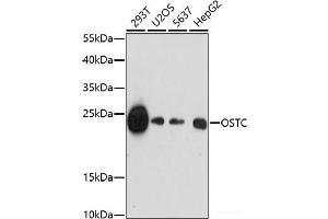 Western blot analysis of extracts of various cell lines using OSTC Polyclonal Antibody at dilution of 1:1000. (OSTC anticorps)
