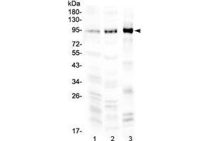 Western blot testing of 1) rat brain, 2) mouse brain and 3) human COLO 320 lysate with NPAS2 antibody at 0. (NPAS2 anticorps)