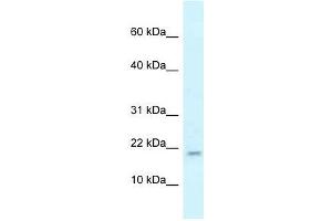 Western Blot showing Rbm3 antibody used at a concentration of 1. (RBM3 anticorps  (N-Term))