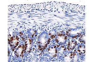 Immunohistochemistry analysis of paraffin-embedded mouse jejunum(intraperitoneal injection BrdU every 2 hours for 4 times) using Brdu Monoclonal Antibody at dilution of 1:300. (BrdU anticorps)