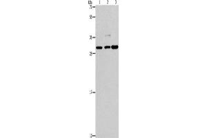 Western Blotting (WB) image for anti-V-Crk Sarcoma Virus CT10 Oncogene Homolog (Avian)-Like (CRKL) antibody (ABIN2432886) (CrkL anticorps)