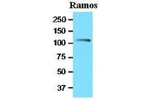 Western Blotting (WB) image for anti-Nuclear Factor of Activated T-Cells, Cytoplasmic, Calcineurin-Dependent 1 (NFATC1) (AA 428-716) antibody (ABIN336112)