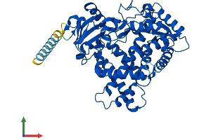 AlphaFold protein structure predicition of Human Recombinant CYP2A7 Protein, UniprotID P20853