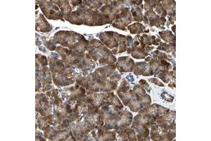 Immunohistochemical staining of human pancreas with TMED7-TICAM2 polyclonal antibody  shows strong cytoplasmic positivity in exocrine glandular cells. (TMED7 anticorps)