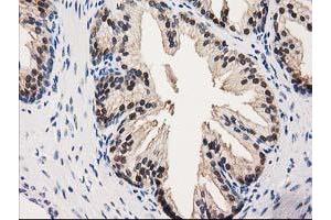 Image no. 1 for anti-UDP-Galactose-4-Epimerase (GALE) antibody (ABIN1498366) (GALE anticorps)