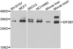 Western blot analysis of extracts of various cell lines, using EIF2B1 antibody. (EIF2B1 anticorps)