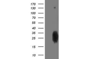Western Blotting (WB) image for anti-phosphoglycerate Mutase 2 (Muscle) (PGAM2) antibody (ABIN1500172) (PGAM2 anticorps)