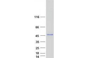 Validation with Western Blot