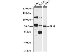 Western blot analysis of extracts of various cell lines, using ARAF antibody (ABIN1678493, ABIN3015104, ABIN3015105 and ABIN6213650) at 1:1000 dilution.
