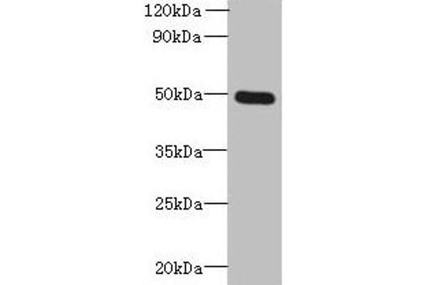 TTYH1 Antikörper  (AA 50-178)