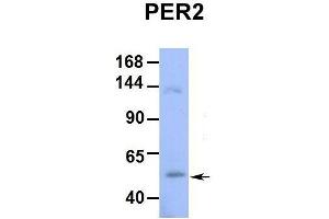 Host:  Rabbit  Target Name:  PER2  Sample Type:  Hum.