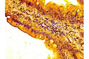 IHC image of ABIN7153426 diluted at 1:300 and staining in paraffin-embedded human small intestine tissue performed on a Leica BondTM system.