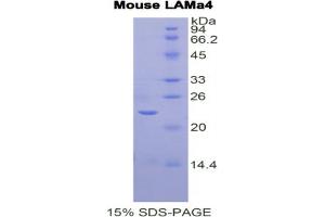 SDS-PAGE analysis of Mouse Laminin alpha 4 Protein. (LAMa4 Protéine)
