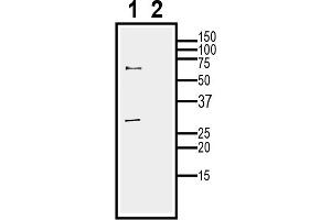 anti-Hydrogen Voltage-Gated Channel 1 (HVCN1) (AA 119-133), (Extracellular), (Loop 1) antibody