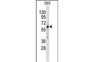 Western blot analysis in 293 cell line lysates (35ug/lane). (ZNF775 anticorps  (C-Term))