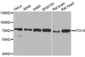 Western blot analysis of extracts of various cell lines, using ATG13 antibody.