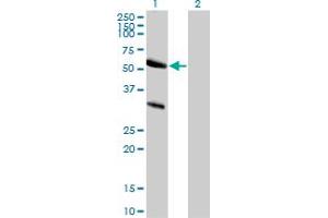 Western Blot analysis of TRAF7 expression in transfected 293T cell line by TRAF7 polyclonal antibody. (TRAF7 anticorps  (AA 334-356))