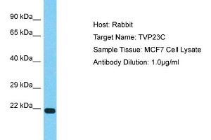 Host: Rabbit Target Name: TVP23C Sample Type: MCF7 Whole Cell lysates Antibody Dilution: 1. (TVP23C/FAM18B2 anticorps  (Middle Region))