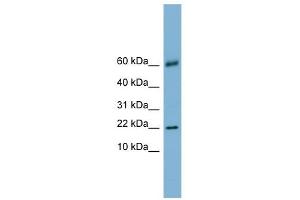 LGALS14 antibody used at 1 ug/ml to detect target protein.