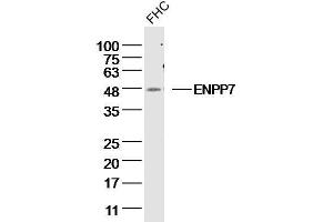 FHC Cell lysates probed with ENPP7 Polyclonal Antibody, unconjugated  at 1:300 overnight at 4°C followed by a conjugated secondary antibody for 60 minutes at 37°C.