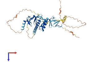 AlphaFold protein structure predicition of Mouse Recombinant Isl1 Protein, UniprotID P61372