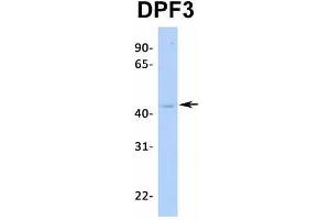 Host:  Rabbit  Target Name:  DPF3  Sample Type:  MCF7  Antibody Dilution:  1.