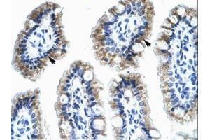 Image no. 1 for anti-Annexin A4 (ANXA4) (AA 31-80) antibody (ABIN202237)