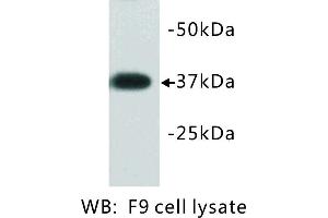 Image no. 1 for anti-Developmental Pluripotency Associated 2 (DPPA2) antibody (ABIN1112881)