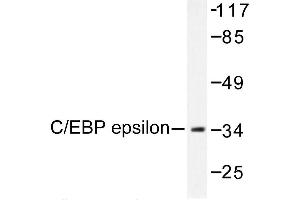 Image no. 1 for anti-CCAAT/enhancer Binding Protein (C/EBP), epsilon (CEBPE) antibody (ABIN272001) (CEBPE anticorps)