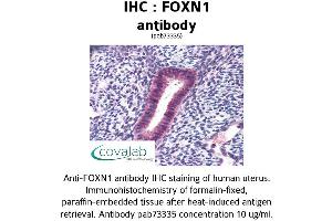 Image no. 1 for anti-Forkhead Box N1 (FOXN1) (AA 585-648) antibody (ABIN1734420) (FOXN1 anticorps  (AA 585-648))