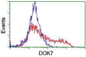 HEK293T cells transfected with either RC219267 overexpress plasmid (Red) or empty vector control plasmid (Blue) were immunostained by anti-DOK7 antibody (ABIN2455832), and then analyzed by flow cytometry. (DOK7 anticorps)
