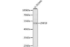 Western blot analysis of extracts of U-251MG cells, using ZNF19 antibody (ABIN6291091) at 1:1000 dilution. (ZNF19 anticorps)