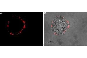 Expression of SSTR5 in human HT-29 cells - Cell surface detection of SSTR5 in intact living human colorectal adenocarcinoma (HT-29) cells.