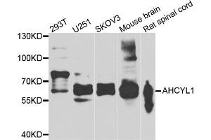 Western blot analysis of extracts of various cell lines, using AHCYL1 antibody (ABIN5975313) at 1/1000 dilution.