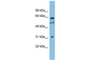 Image no. 1 for anti-Chromosome 20 Open Reading Frame 132 (C20orf132) (AA 323-372) antibody (ABIN6745041) (C20orf132 anticorps  (AA 323-372))