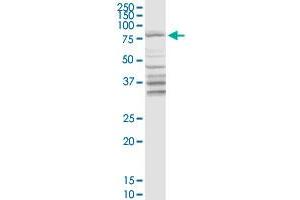 DARS2 MaxPab rabbit polyclonal antibody.