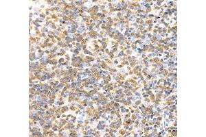 Immunohistochemistry of paraffin embedded rat thymus using Lat (ABIN7074502) at dilution of 1: 2000 (400x lens)