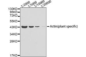Western blot analysis of lysates from Arabidopsis thaliana tissue using Actin (plant specific) antibody (ABIN1513383, ABIN1684226, ABIN1684286 and ABIN5663539).