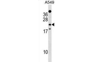 Western Blotting (WB) image for anti-EF-Hand Domain Family, Member D1 (EFHD1) antibody (ABIN2999838)