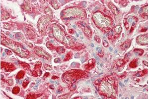 ABIN1782152 (5µg/ml) staining of paraffin embedded Human Kidney.
