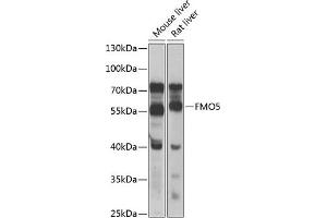 Western blot analysis of extracts of various cell lines, using FMO5 antibody (ABIN6133516, ABIN6140714, ABIN6140715 and ABIN6223596) at 1:1000 dilution. (FMO5 anticorps  (AA 1-285))