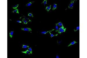 IF analysis of TRIM6 using anti-TRIM6 antibody (ABIN7601905). (TRIM6 anticorps  (AA 50-349))