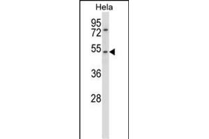 CHRNA7 Antibody (N-term) (ABIN657819 and ABIN2846786) western blot analysis in Hela cell line lysates (35 μg/lane). (CHRNA7 anticorps  (N-Term))