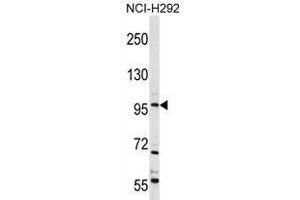 TRPC4 Antibody (C-term) western blot analysis in NCI-H292 cell line lysates (35 µg/lane). (TRPC4 anticorps  (C-Term))