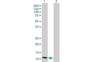 Western Blot analysis of NDUFS6 expression in transfected 293T cell line by NDUFS6 MaxPab polyclonal antibody. (NDUFS6 anticorps  (AA 1-124))