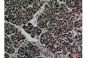 Immunohistochemistry (IHC) analysis of paraffin-embedded Human Pancreas, antibody was diluted at 1:100.